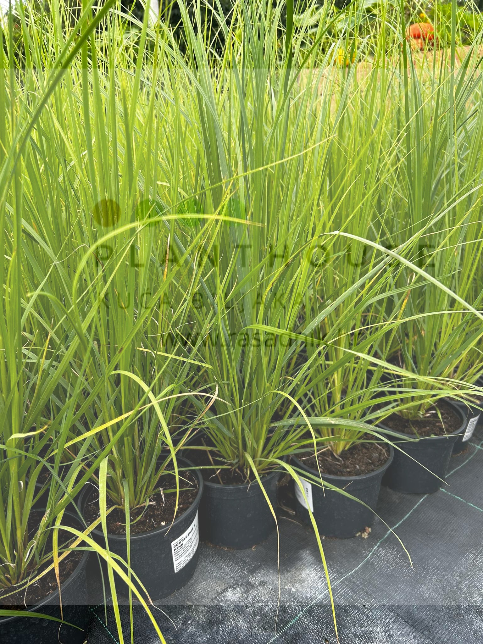 Cortaderia, Pink Pampas