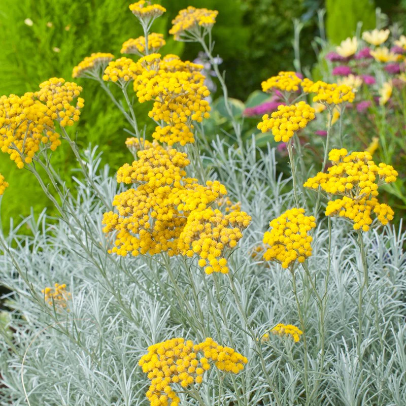 Helichrysum_CurryPlant