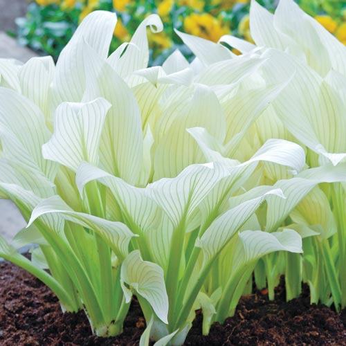 hosta-white-feather-sadnice-slika-112413020
