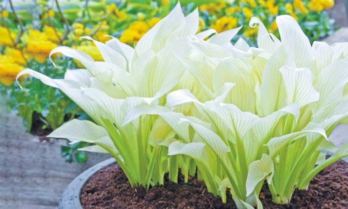hosta-white-feather-sadnice-slika-112413021