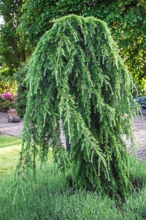 Cedrus-deodara-Pendula-