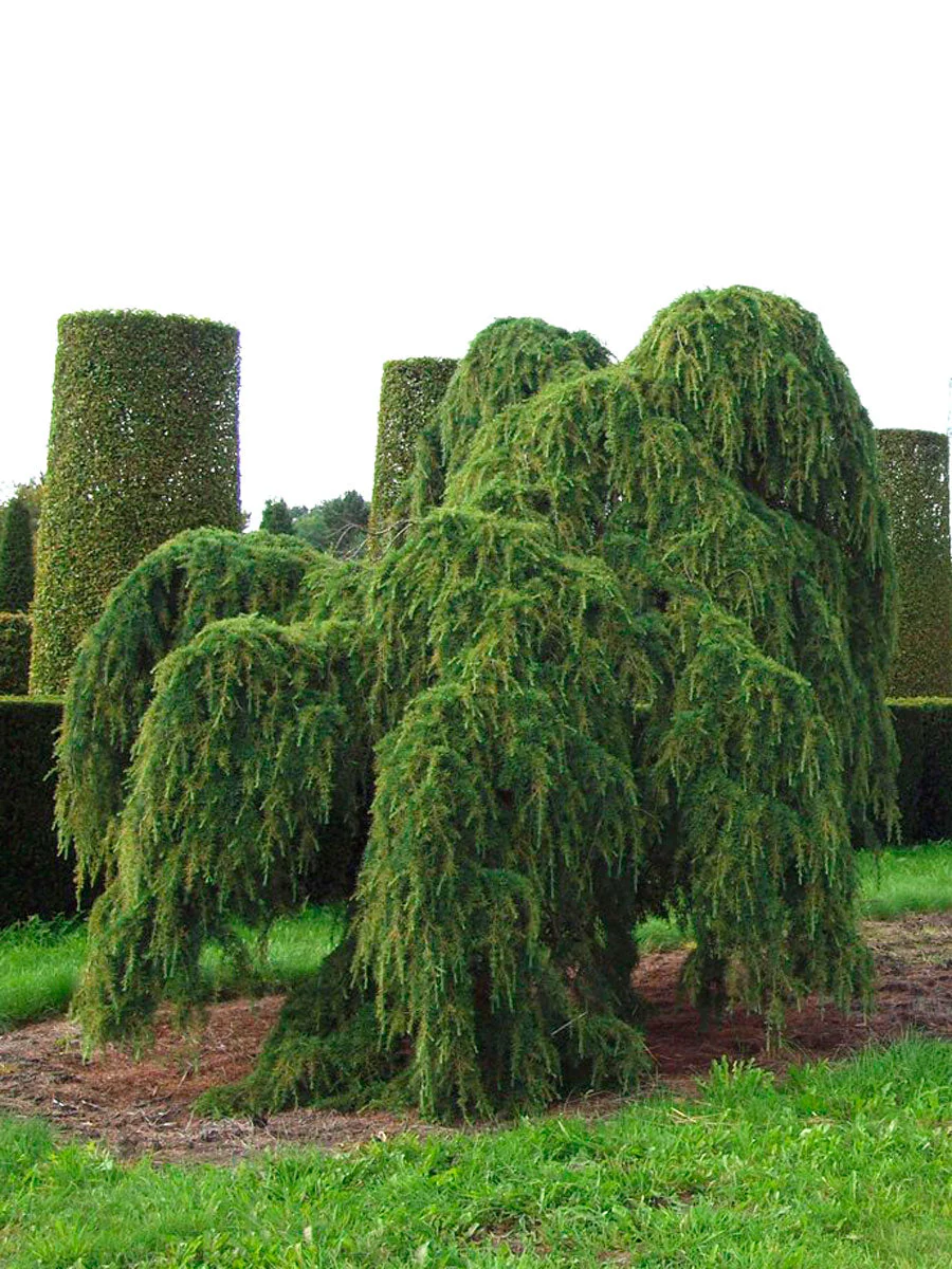 Cedrus_deodara__Pendula