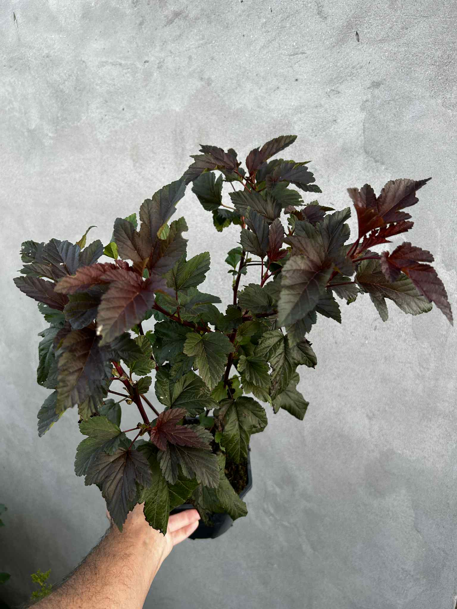 894c3780-5a05-477a-a876-2dc95b57629a (1)