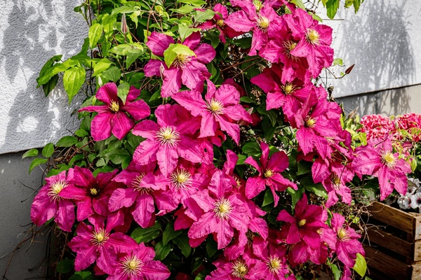 CLEMATIS ROUGE