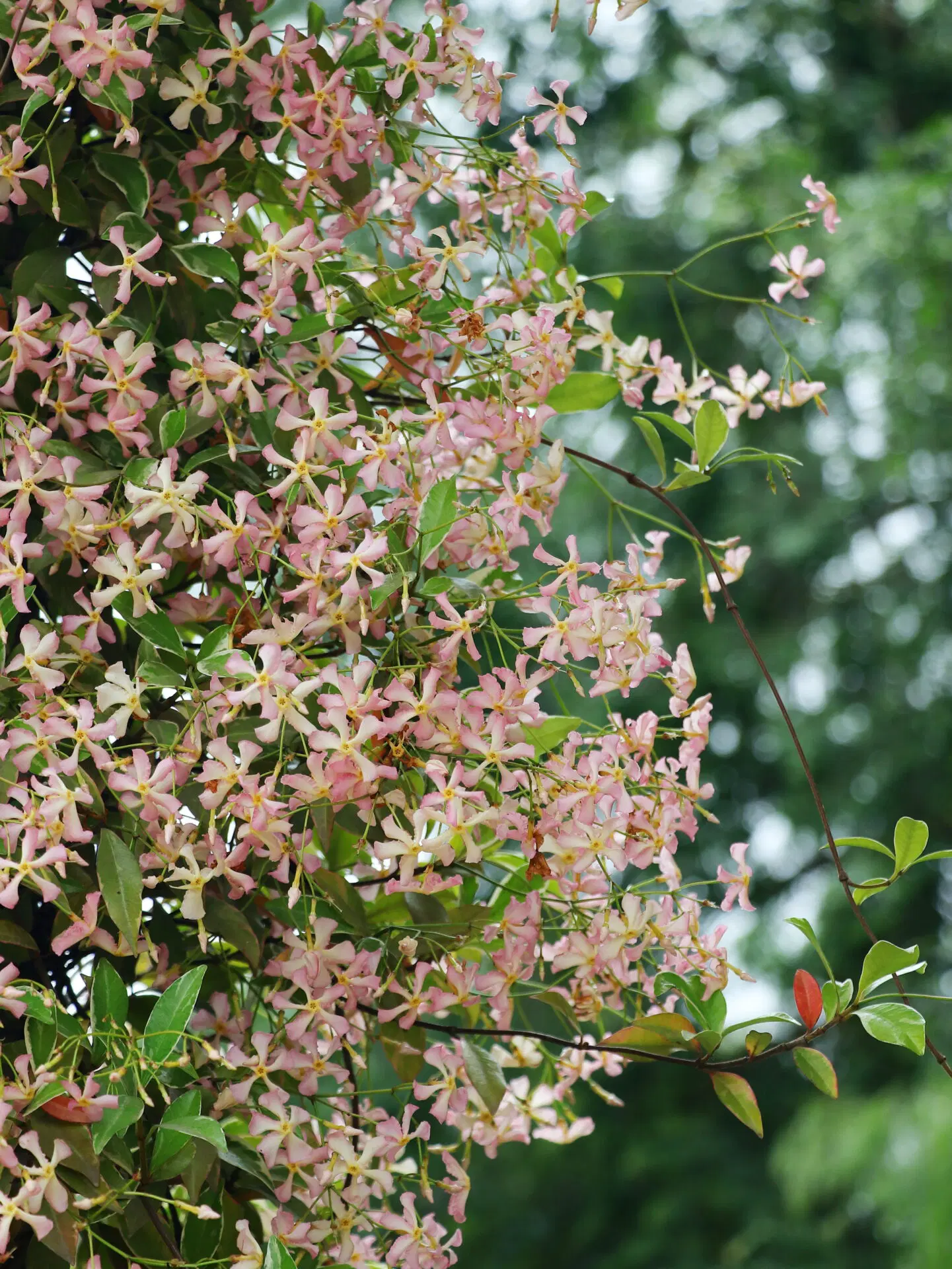 Trachelospermum
