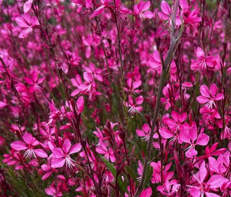 Gauura Raspberry ¨ GAURA PINK RASPBERRY / Otporna trajnica bogate cvatnje ¨ – Kuća biljaka