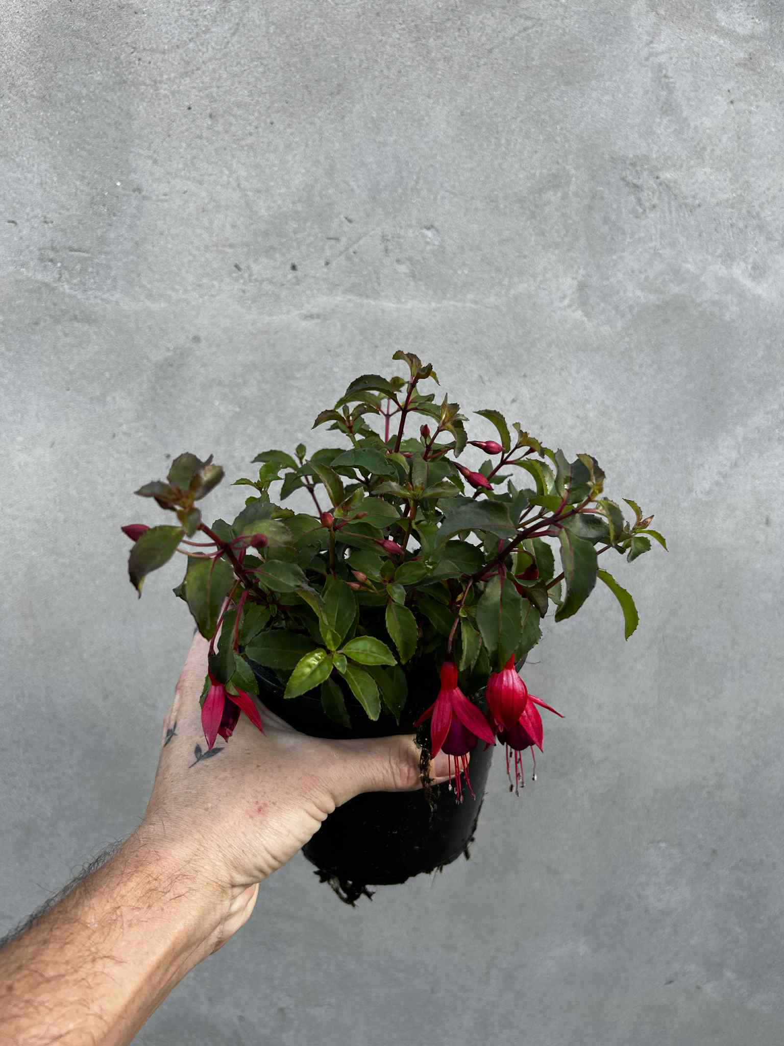 70b344f5-af2d-47ed-b475-94565a4fb481