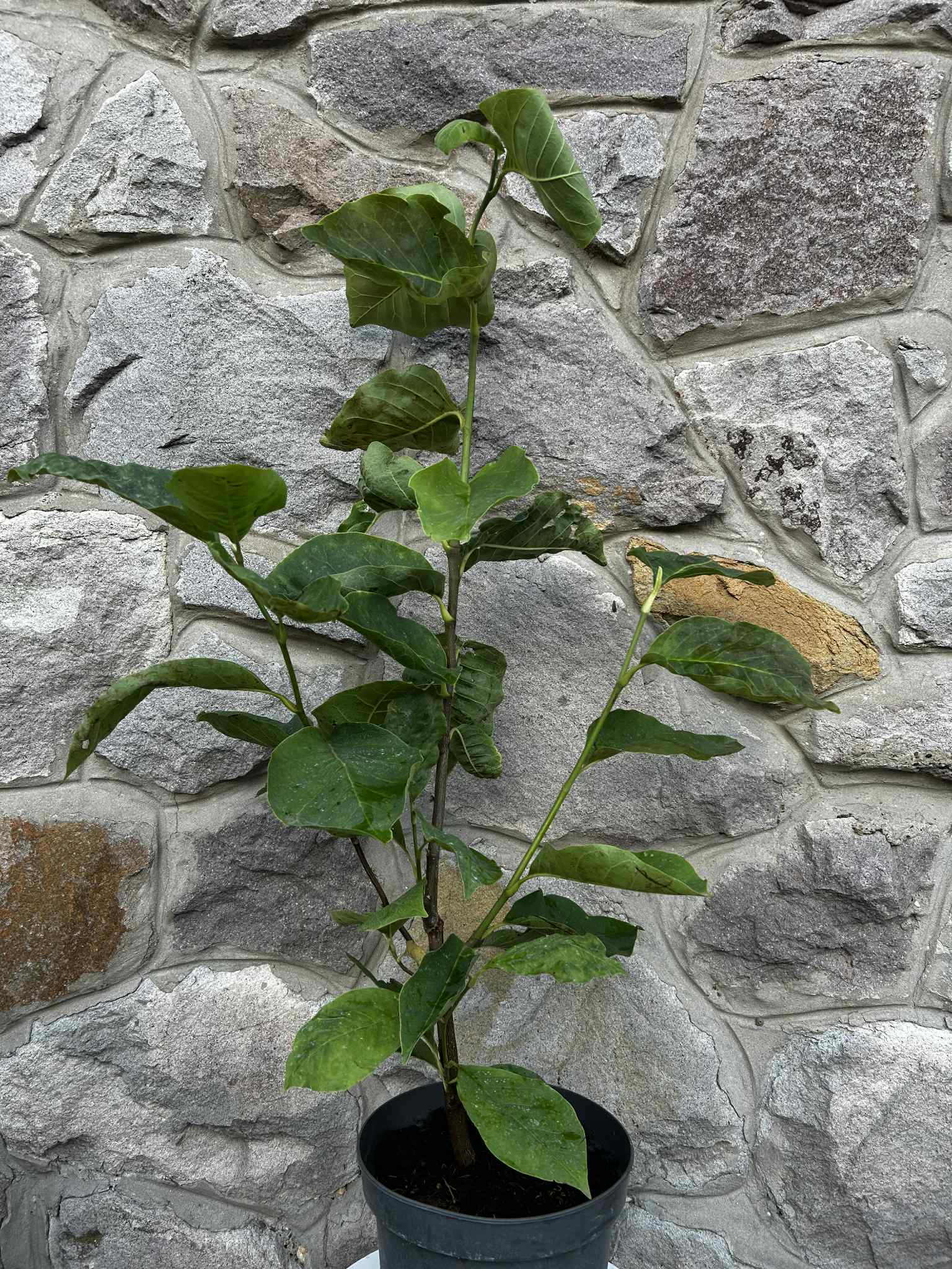 7cb6f854-3b36-4c38-a7c6-64331cb33c3e