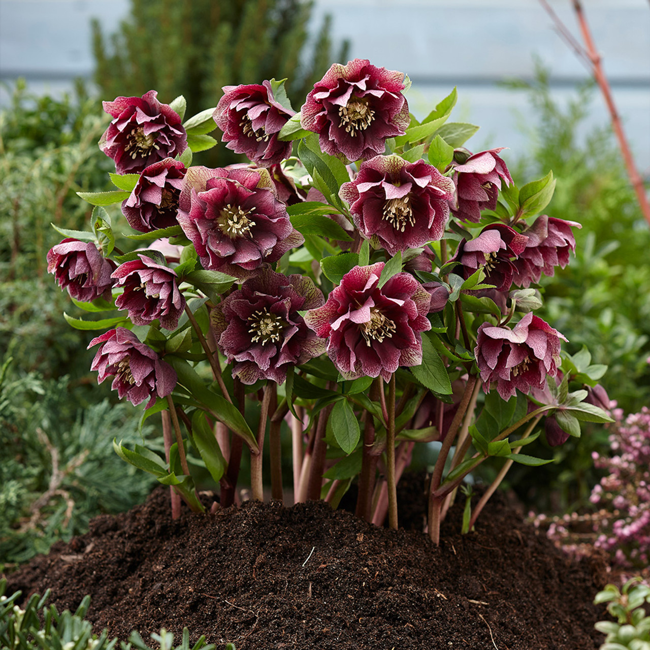 Helleborus_Double_Red