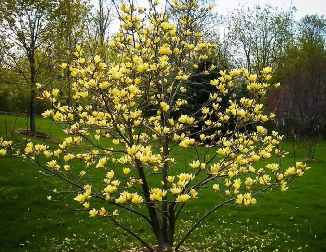 Magnolia-Yellow-BiRD