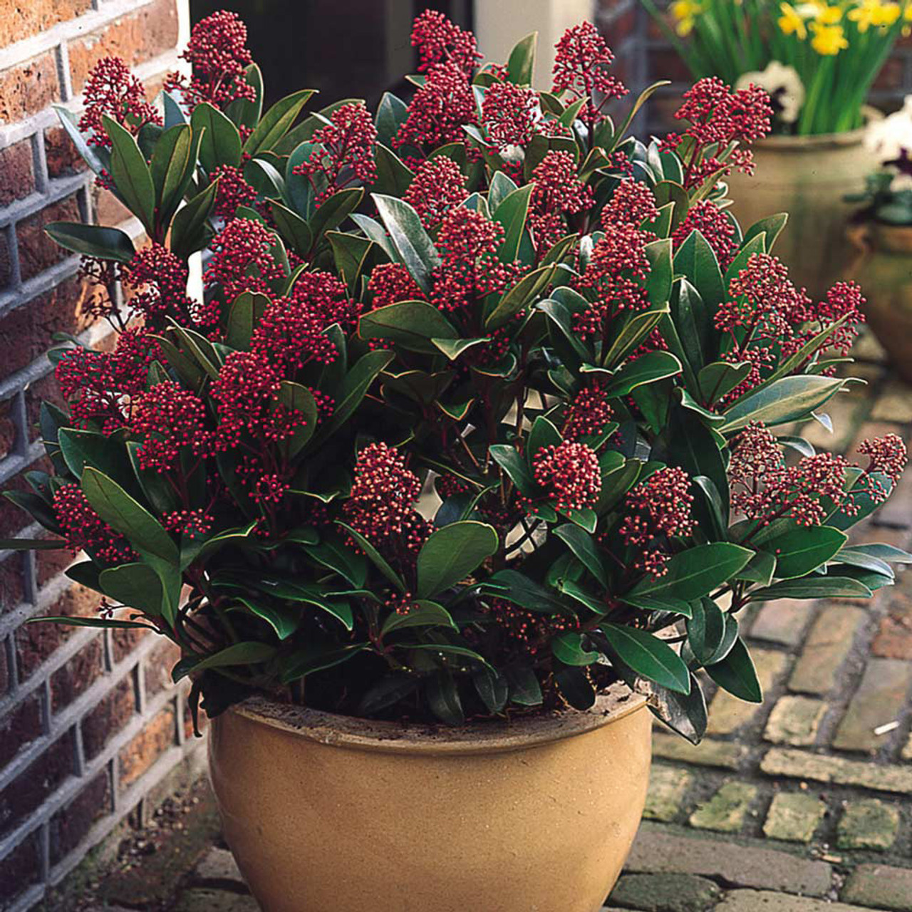 Skimmia_j_Rubella_0013750__40962