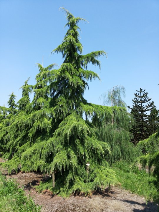 cedrus-deodara-himalajski-kedar