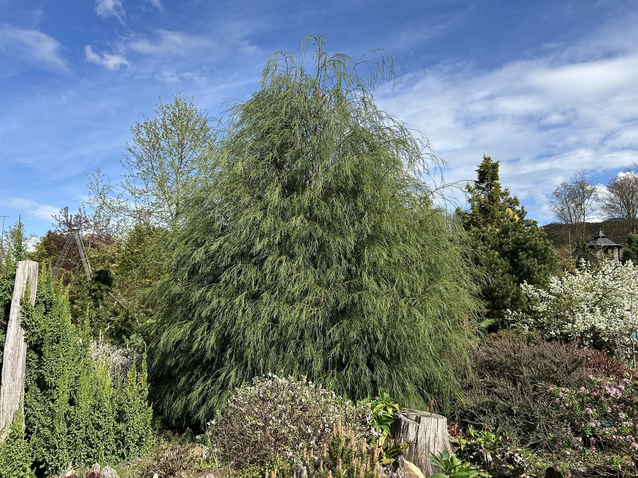 chamaecyparis-lawsoniana-drooping-solo