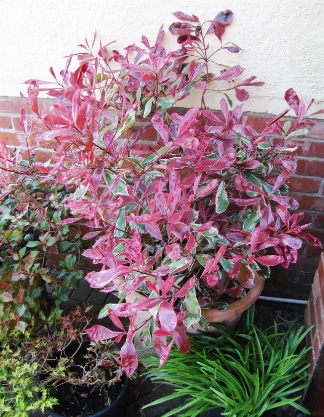 fotinija-fraseri-pink-marble5