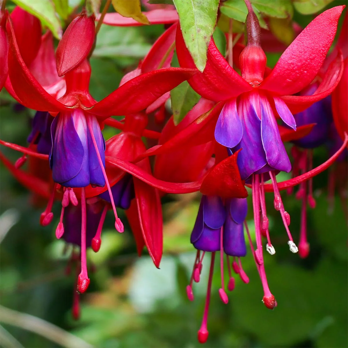 fuchsia-mrs-popple-01