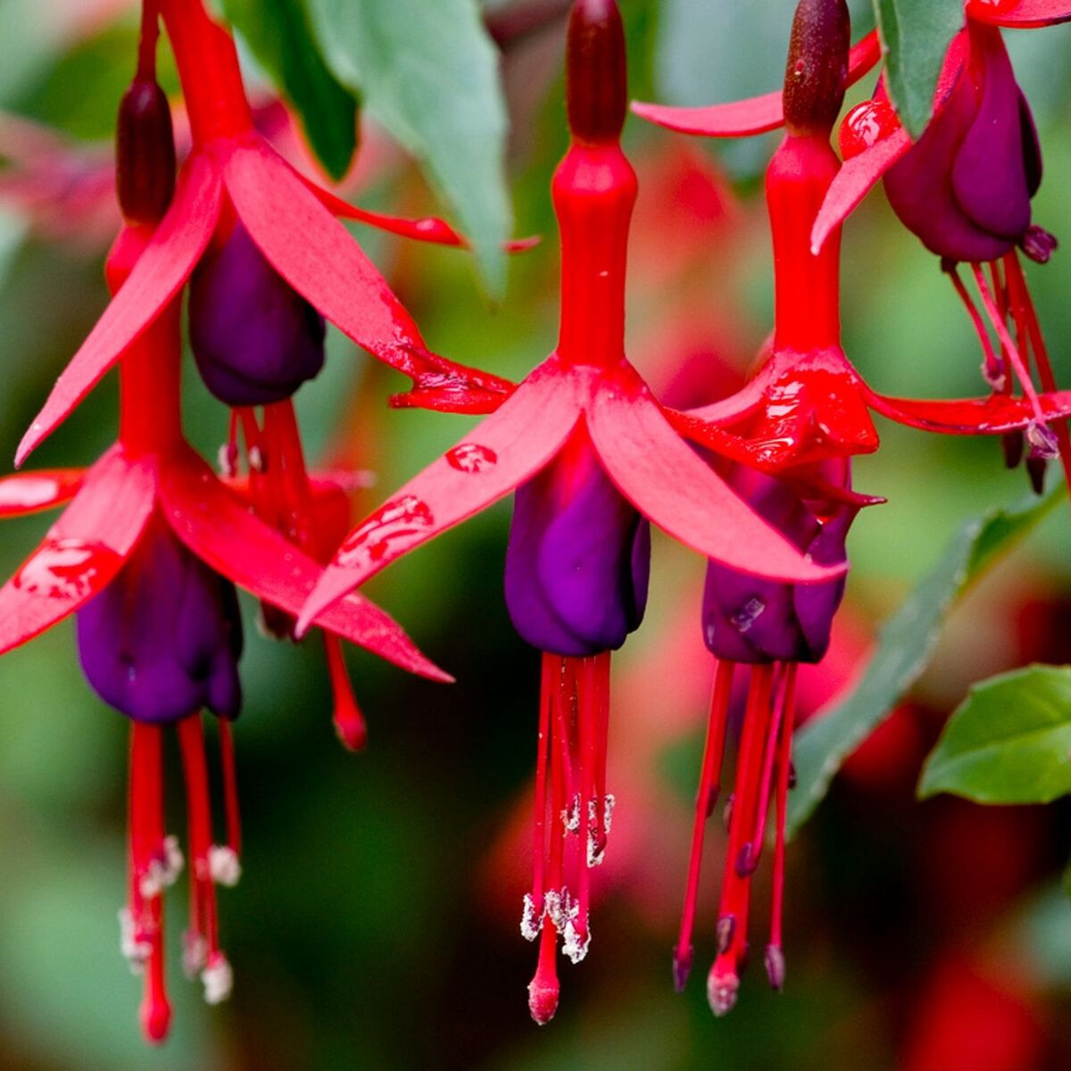 fuchsia-x-mrs-popple