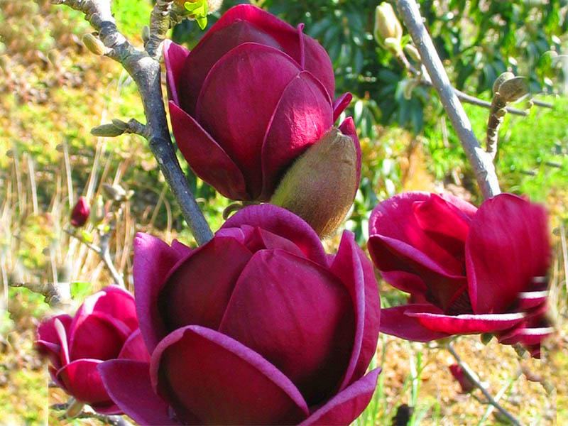magnolija-genie-sadnice-slika-149382285