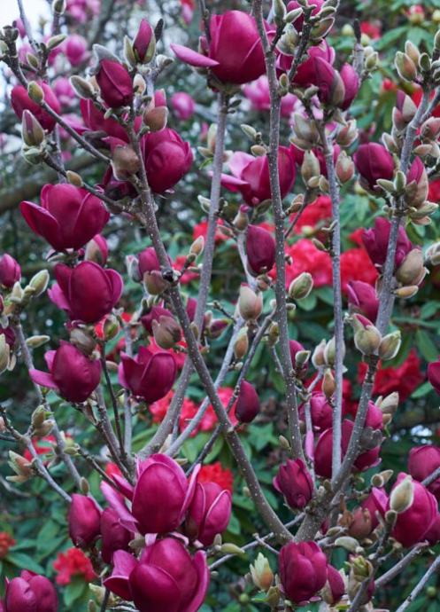 magnolija-genie-sadnice-slika-149382289