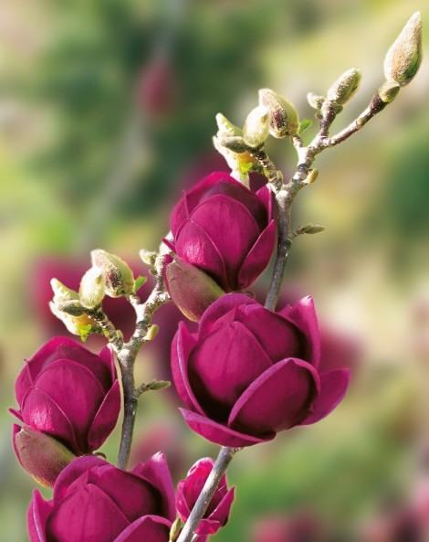 magnolija-genie-sadnice-slika-149615639