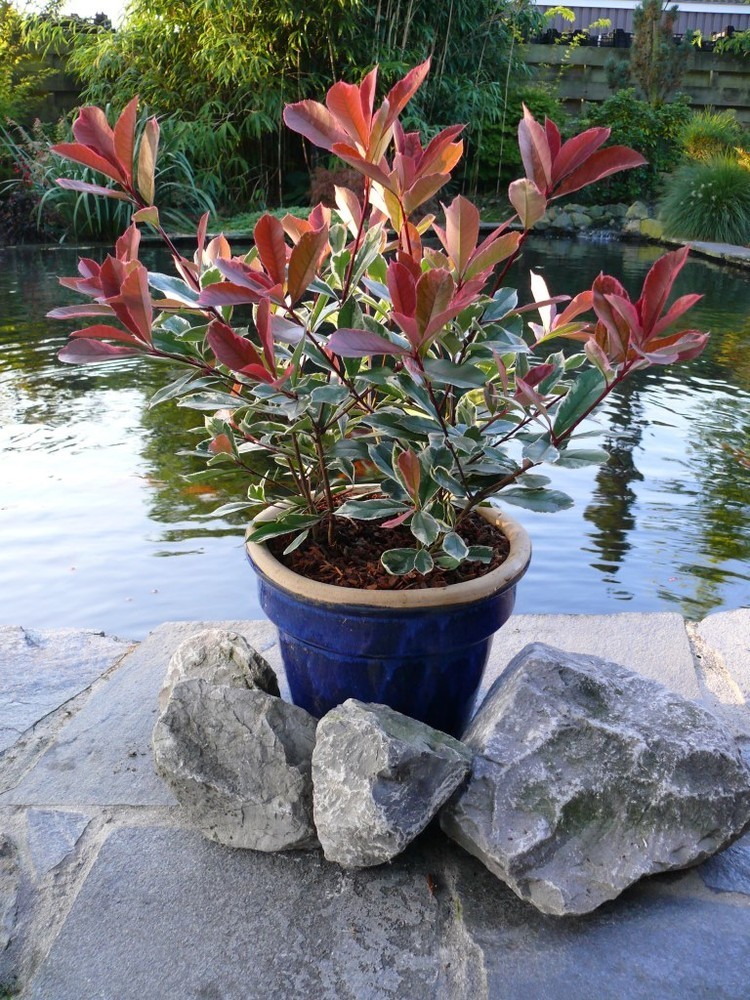 photinia-pink-marble-