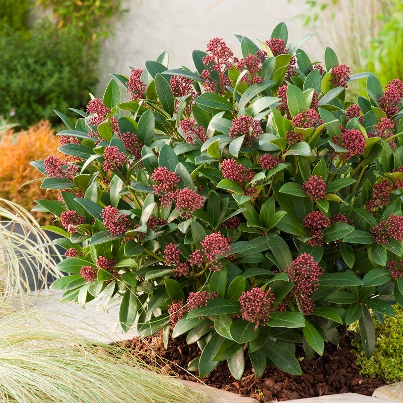 skimia-japonica-rubella2