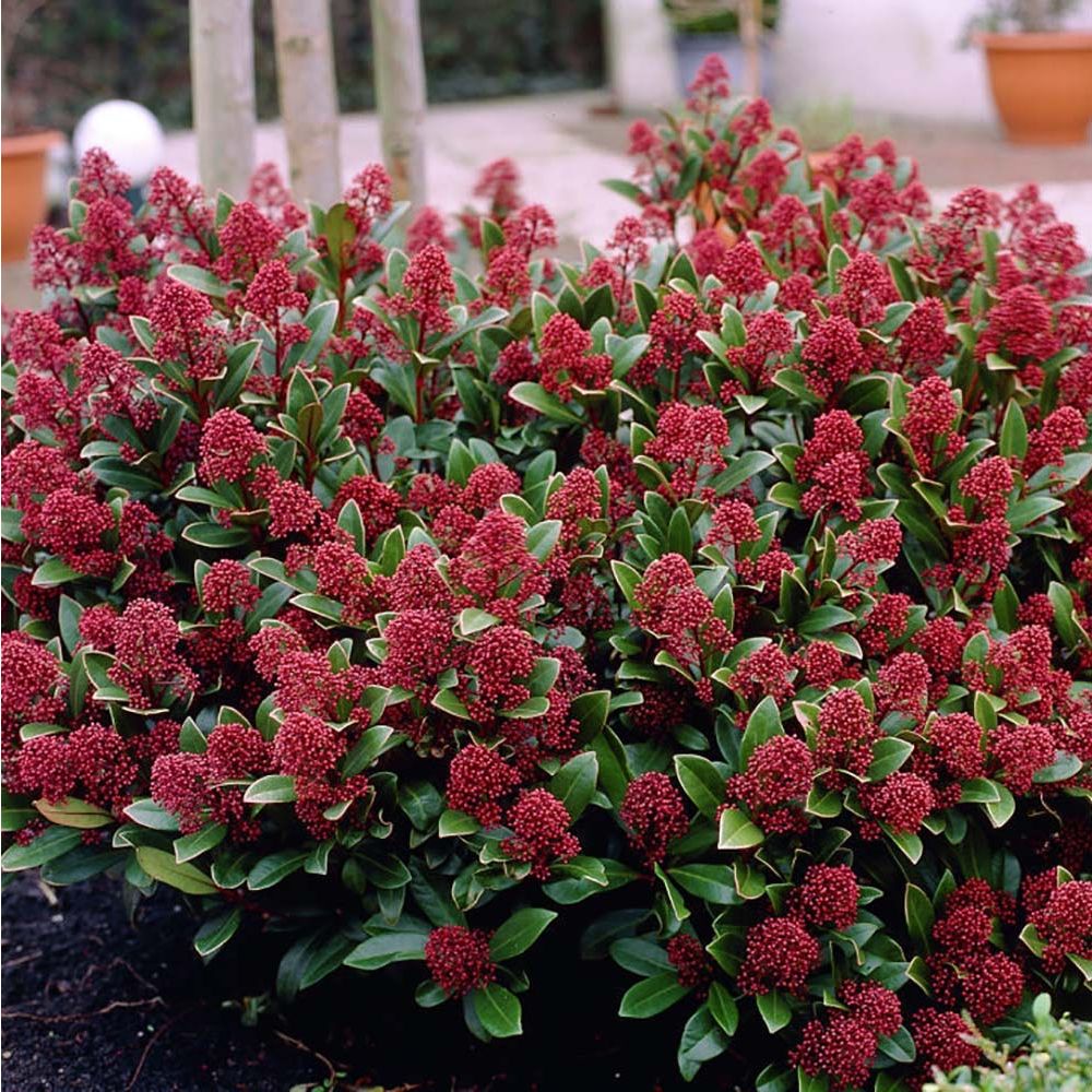 skimia-japonica-rubella3