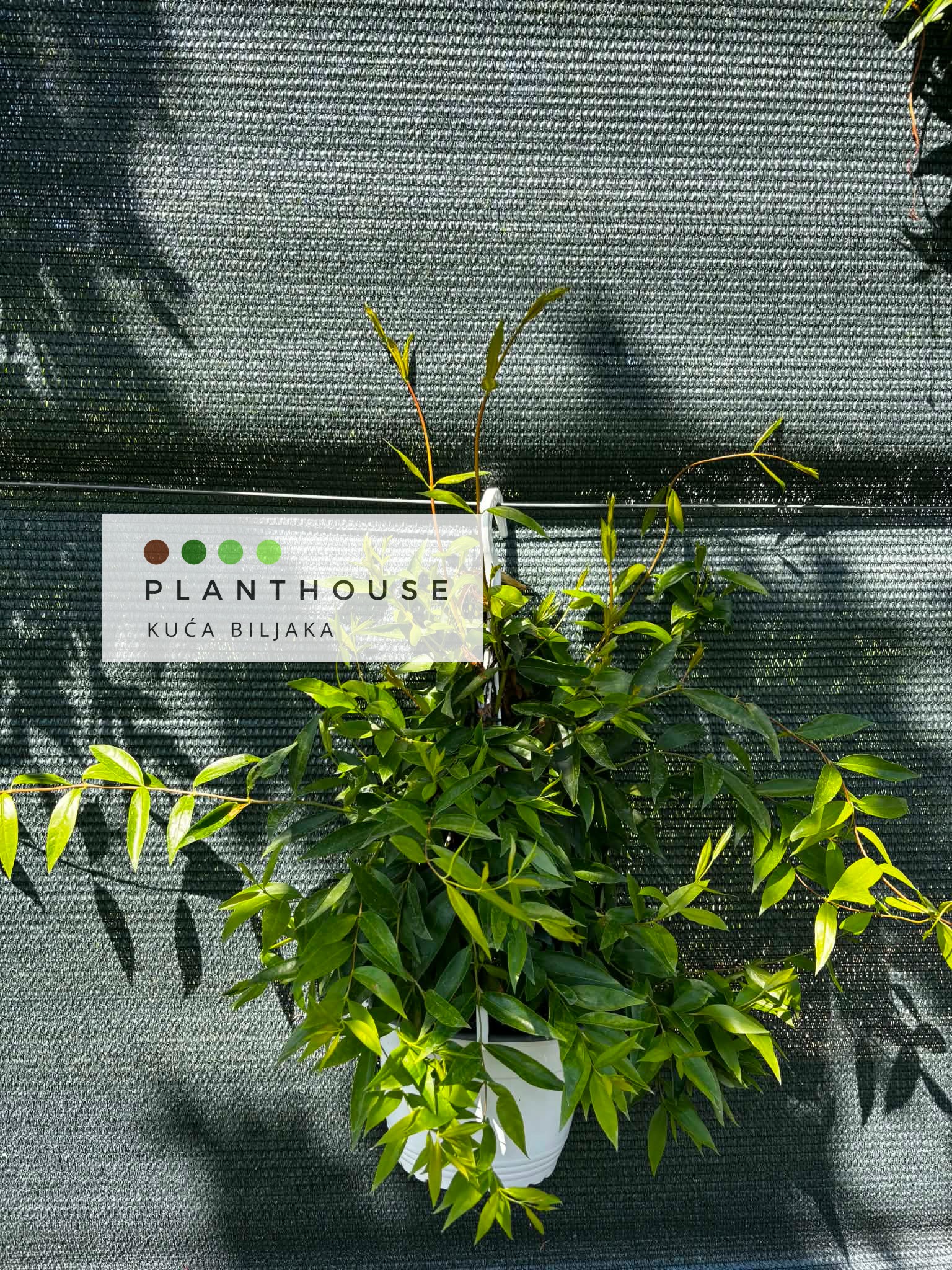 3323 (1)