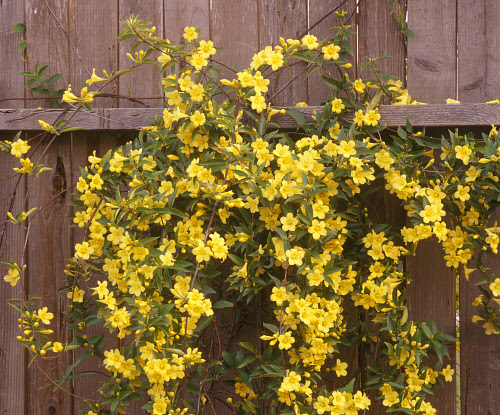 Carolina Jessamine (Gelsemium sempervirens) against wood fence May, CA
