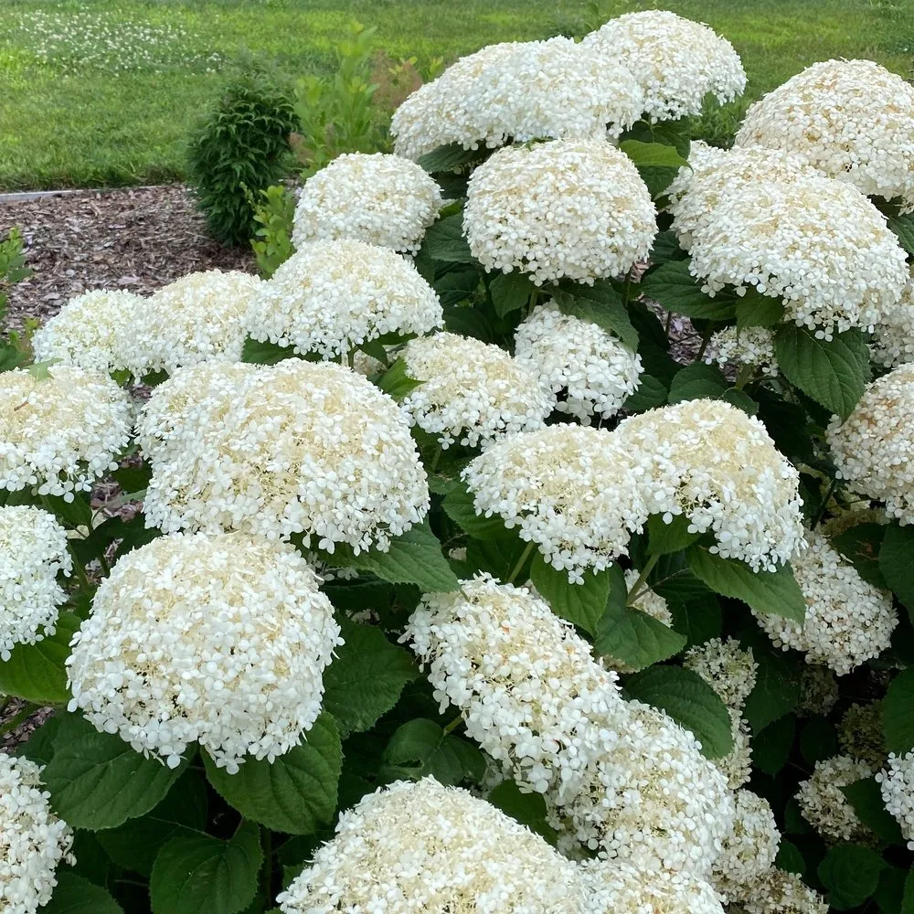 7877