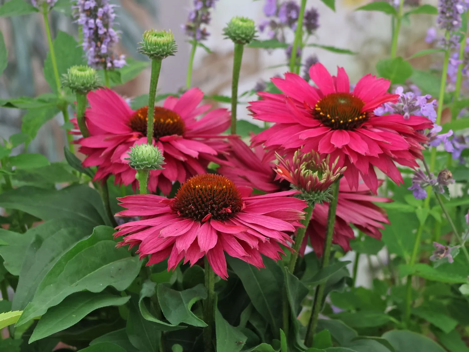 pSweetFuchsia