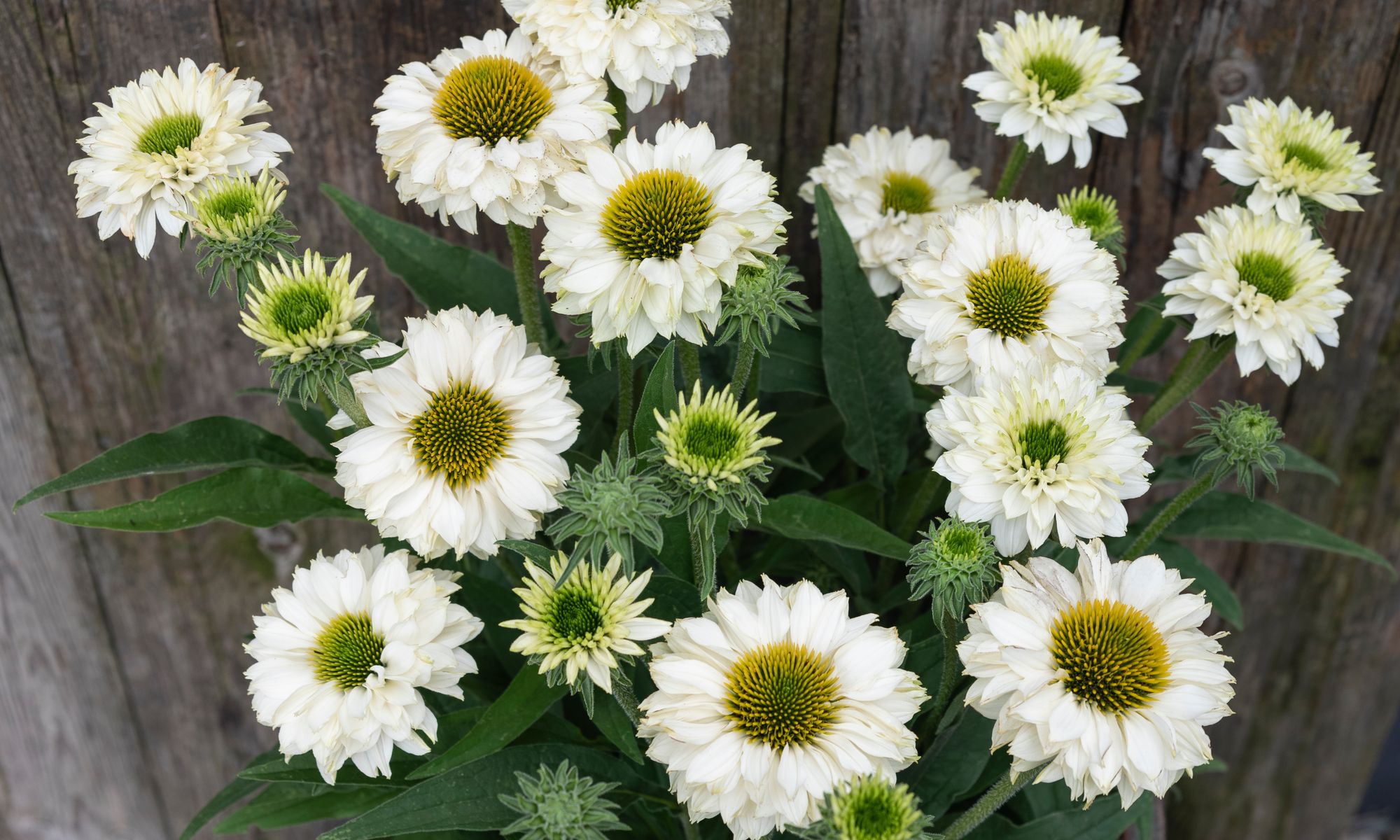whiteperfection
